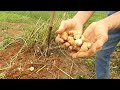 Are you growing Jerusalem Artichokes.   Don't Make this Mistake.