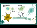 Oligodendrocytes | Oligodendrocytes and myelination | Demyelination in Multiple sclerosis | USMLE