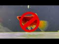 Nano shrimp tank in 3 minutes?! Step by step tutorial!