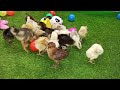 catching cute chickens, rainbow chickens, colorful chickens, chickens playing with rabbits and ducks