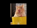 Funny Hamsters Videos Collection | Funny and Cute Moment of the Animals