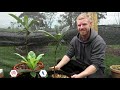 Grafting Loquat Trees - Learn How To Graft (Includes 8 Months of Results)