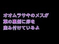 美しいオオムラサキ　2020　（羽化）[産卵]　（埼玉県）（産卵の画像は最後の場面です）