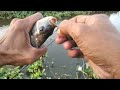 BAGAIKAN MIMPI !! Bikin Heran Spot Ini Penuh Ikan Nila Babon , Mancing Sebentar Langsung Panen