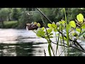 Spring Fly Fishing on Oregon’s McKenzie River