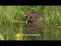 Bæver. /Dansk naturfilm/bæver/beaver/bæveren/sø/vand/dæmning/