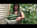 Harvesting cucumbers and garden tour in USA - Thu hoạch dưa leo vườn nhà ở Mỹ