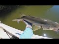 Fishing for Florida Giants (Massive Snook & Redfish)