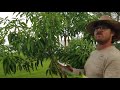 How To Prune My Medium Size Mango Tree