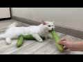Hilarious white cat vs 3 cucumbers 😹 Best Funny Cat Videos