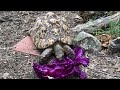 3 minutes of a turtle eating cabbage 🐢