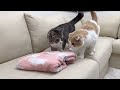 保護した子猫の匂いを初めて嗅いだら猫たちがまさかのこうなっちゃいました…