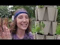 Planting Pepper Plants In Pots Made Easy!