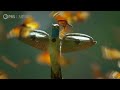 Watch a Breathtaking Monarch Butterfly Swarm