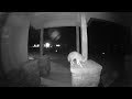 Gray Fox on doorbell cam