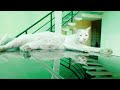 Cat grooming itself/himself|Snowball cat relaxing on the car|