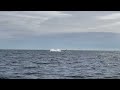 Several Humpback Whales Breaching in the Salish Sea near Vancouver