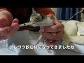 記録的大雨で家族を亡くした生後1週間の子猫を保護しました