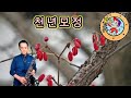 천년모정 (김향미)               🌹🎵🎹🎵🌻 테너