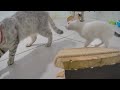So Funny! Funniest Cats and Dogs 😹😍 Funny Animal Videos 2024 😹🐈