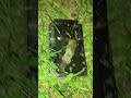 Rescuing a mouse from a glue trap