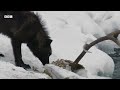 Hungry Wolf Pack Trap Elk | Yellowstone | BBC Earth