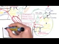 Rheumatoid Arthritis Pathophysiology (signs and symptoms)