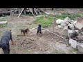 JAGD TERRIERS PUPPIES TUG OF WAR