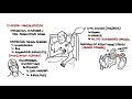 Interstitial Lung Disease (ILD) - Classification, pathophysiology, signs and symptoms