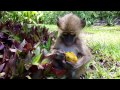 Baby Chacma Baboon Eats a Mango