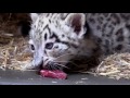 Snow Leopard Cub Exam at Cleveland Metroparks Zoo