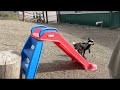 So funny!  Nigerian Dwarf Doeling Cleopatra sliding down slide.