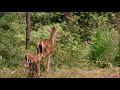 Okefenokee Swamp | Georgia's Physical Features