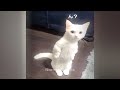 🐕 Cute and funny animals video compilation 🐱 Best Funny Videos compilation Of The Month 🐈