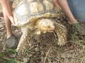Thor the African Spurred Sulcata