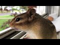 An Unexpected Trouble Occurred When Chipmunk Took A Walnut (CC Available) #4 