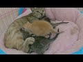 We helped a dying cat lying on the tracks and her kittens... You won't believe what happened next..!