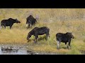 Autumn Bull Moose