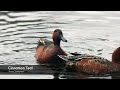 Photographing Birds in Ireland