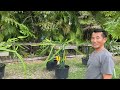 A Man From Laos Grows Fruit Trees In Florida