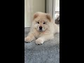 MIMI THE CHOW - 3 WEEKS TO 8 MONTHS OLD!