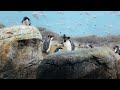 Emperor Penguins at an exhibit in Charlotte