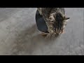 Gato habilidoso se divertindo no skate🐈‍⬛ 😍Skillful cat having fun on skateboard