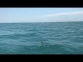 Wilson's Storm-petrel near  Sebastian Inlet, FL