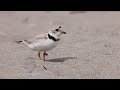 Piping Plover, Dad, named Dune