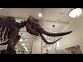 New York【Fossil Halls, Dinosaur Exhibits | American Museum of Natural History】2021 Walking Tour【4K】