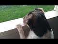 Rescue Dog Sees A Hedgehog For The First Time