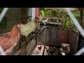 Raising chickens in American Samoa