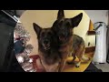 Dog Tribute In Memory of Raige - Remembrance Video of Her Life in 6 Minutes