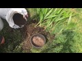 GROWING PALM TREES FROM SEEDS: HOW TO REPOT PALM TREES 1080p